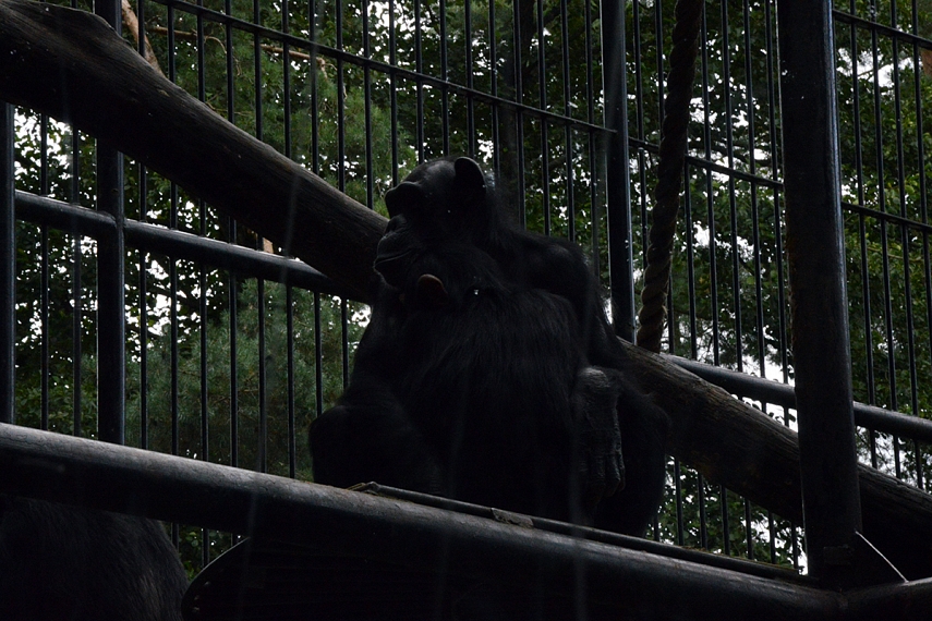 <p>Pagavau tik vieną, bet zoologijos sode beždžionėms skirta milžiniška sodo dalis. Ištisa teritorija su gigantiškais aptvarais, kuriuose žaidė daugybė skirtingų beždžionių rūšių...</p>
