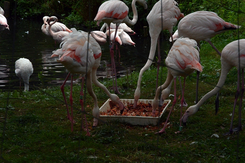 <p>Arba nusenę flamingai, kurie visą savo rūžavą spalvą atidavė jaunikliams, arba jaunikliai... dar nespėję visos spalvos nusiurbt iš savo tėvų...</p>
