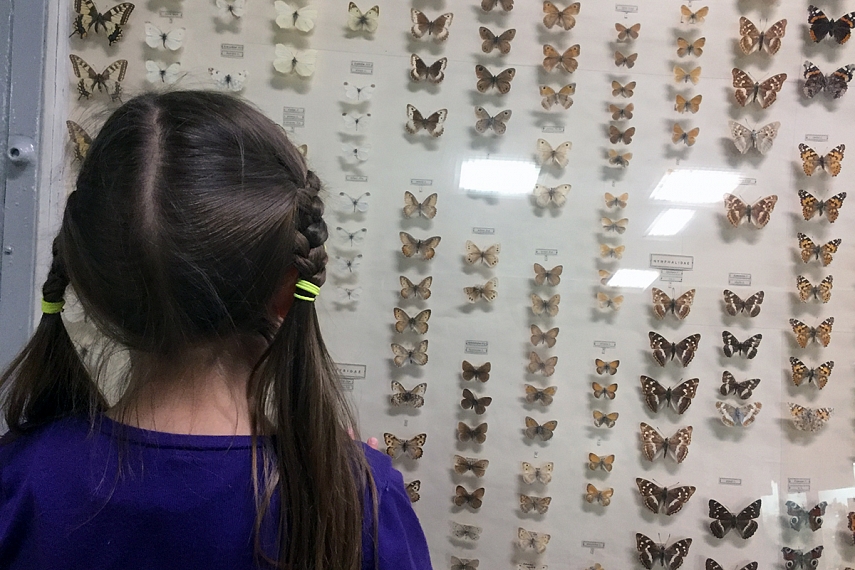 <p>Drugelių / vikšrų tema mums ne svetima, todėl Emilija gana ilgą laiko dalį praleido tyrinėdama Lietuvos ir pasaulio drugelių kolekciją</p>
