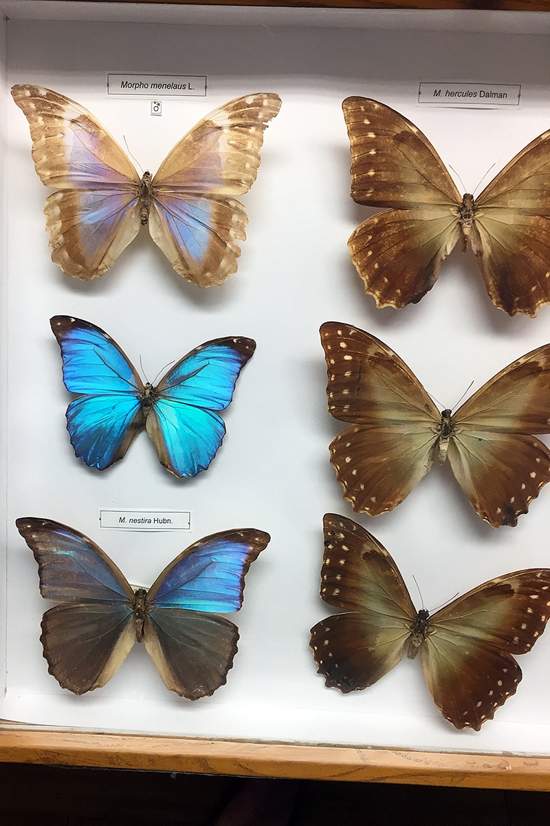 <p>Perlamutriniai Pietų Amerikos drugeliai. Nuotraukoje nepersiduoda nei grožis nei dydis (sparnuotis netilptų į delną).</p>
